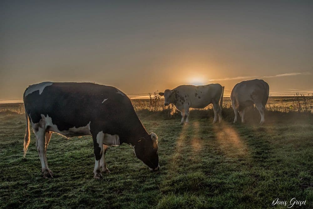 Vaches au levant