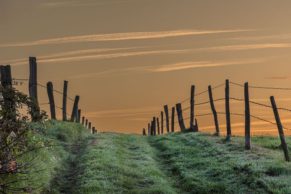 Chemin vert
17-3663